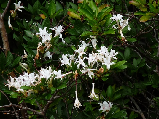 {Rhododendron arborescens}